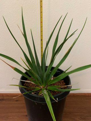 Dracaena cinnabari Large - Succulent - Rare - Socotra 2