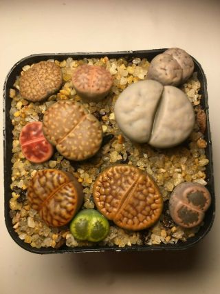 Assorted Rare Exotic Lithops Living Stones Succulents In A 2 Inches Pot - Set 5
