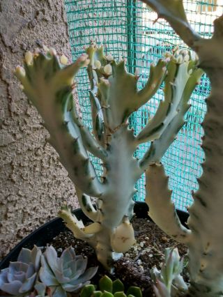Rare Euphorbia Lactea Variegata Dragon Bone Cactus Succulent Live Plant