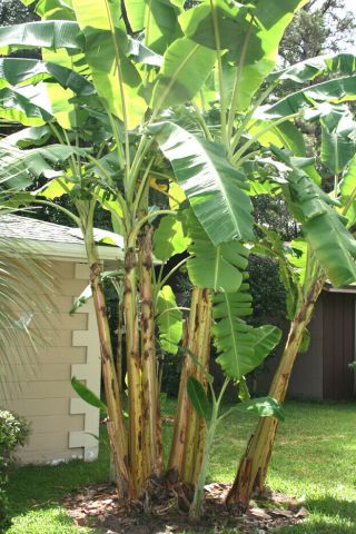 " Ice Cream " Banana Plant - Live Banana Tree (rare)