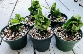 5 Rare Hindu Indian Rope Hoya Exotic Liveplants In 3” - 4” Pot Get All 5 Plants