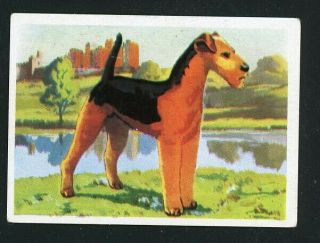 Rare Airedale Terrier Dog Card Spain 1961 Editorial Triunfo