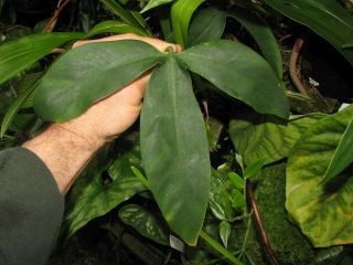 Philodendron Micranthum,  Trilobed Leaf,  Textured Stem,  Rare Aroid Plant