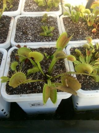 Venus Flytrap Gj Giant Form (very Rare) (green Jaws Giant Trap Cultivar)