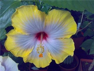 Fifth Dimension - tropical Hibiscus - rare - 1 cutting - 3 in - 4 in 2