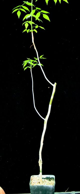 Commiphora Tenuipetiolata Rarely Offered Rc Plant Commiphora Plant