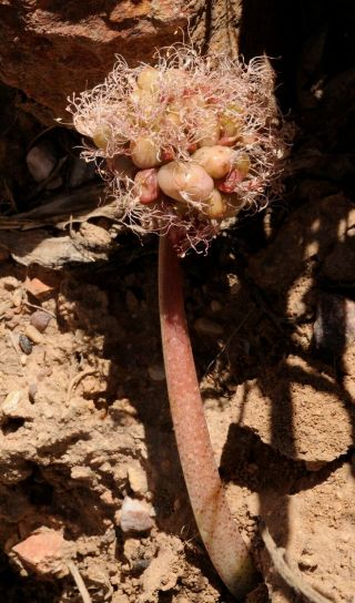 Haemanthus Species Olifantsriver 3 (three) Bulb Rare Sa 5 Year Old Seedling Bulb