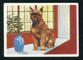 Rare Brussels Griffon Bruxellois Dog Card Spain 1961 Editorial Triunfo