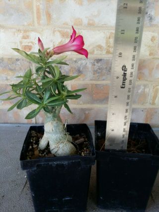 Adenium Desert Rose grow from seed bonsai VERY RARE 100 2