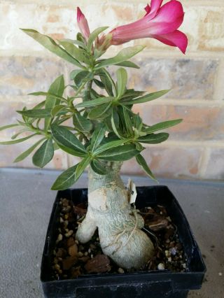Adenium Desert Rose grow from seed bonsai VERY RARE 100 4