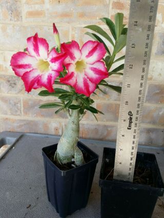 Adenium Desert Rose Grow From Seed Bonsai Very Rare 101