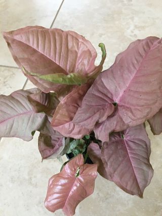 1 Live 6–10” Syngonium Rare Pink Root - Arrowhead Plant - Indoor -
