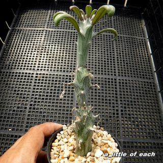 Senecio saginata own root & Rare / cactus succulents not aloe haworthia 2 2