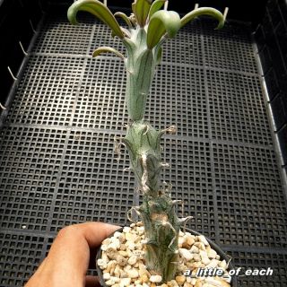 Senecio saginata own root & Rare / cactus succulents not aloe haworthia 2 3