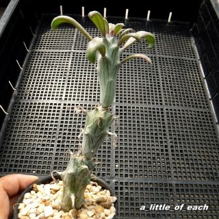 Senecio saginata own root & Rare / cactus succulents not aloe haworthia 2 4