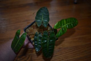 Philodendron Billietiae - Rare Aroid - Well Rooted - Orange Petiole