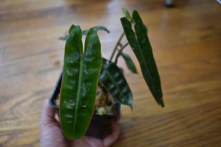 Philodendron billietiae - RARE AROID - Well rooted - Orange petiole 2