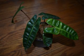Philodendron billietiae - RARE AROID - Well rooted - Orange petiole 3