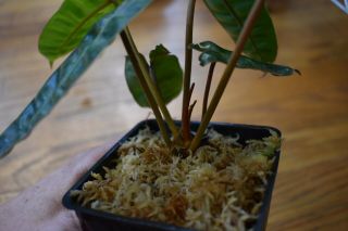 Philodendron billietiae - RARE AROID - Well rooted - Orange petiole 4