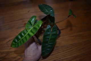 Philodendron billietiae - RARE AROID - Well rooted - Orange petiole 5
