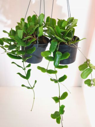 2 Pots,  10 - 12 Inches Rooted Plant Of Hoya Rotundiflora Very Rare