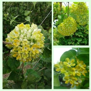 20 Seeds Telosma Cordata Cowslip Creeper Yellow Vine Seeds Rare Thailand