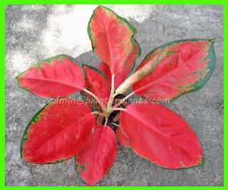 Aglaonema " Red Elephent Leaf " Tropical Succulent Plant Rare @@