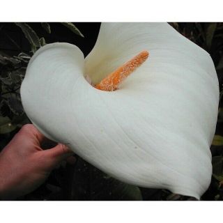 Rare,  Spotted Calla Lily " Hercules " - Grows 7 Feet Tall - Fresh Seeds