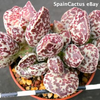 Adromischus Marianiae Cv.  Bryan Makin 2/3 King Size Rare Succulent Plant 23/6