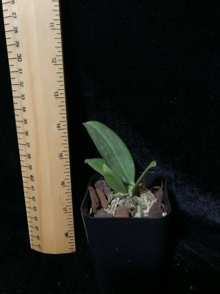 Phalaenopsis gigantea,  Rarely available species Plug Size 2