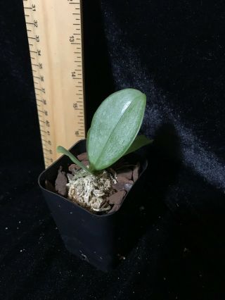 Phalaenopsis gigantea,  Rarely available species Plug Size 3