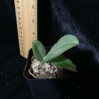 Phalaenopsis gigantea,  Rarely available species Plug Size 4