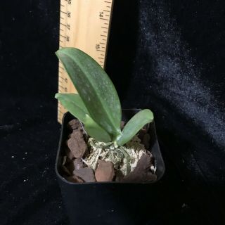 Phalaenopsis gigantea,  Rarely available species Plug Size 5