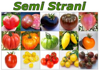 150 Seeds Of Rare Tomatoes Rich In Nutrients In 15 Varieties