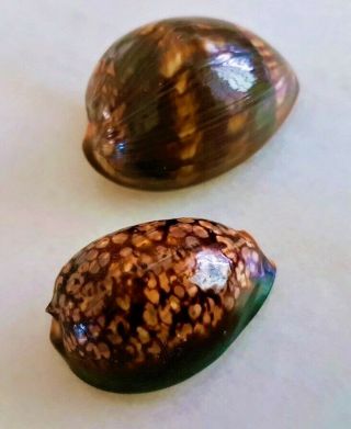 Seashell Cypraea Mauritiana Rare Ultra Dwarf & Sub - Adult Shell
