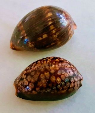 Seashell Cypraea mauritiana Rare Ultra Dwarf & Sub - Adult Shell 2