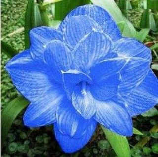 Rare Blue Amaryllis Bulbs Perennial Impressive Fragrant Flower Yard Potted Gifts