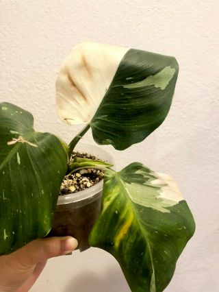 Variegated Philodendron White Wizard (rare Aroid)