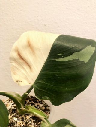 Variegated PHILODENDRON WHITE WIZARD (RARE aroid) 2