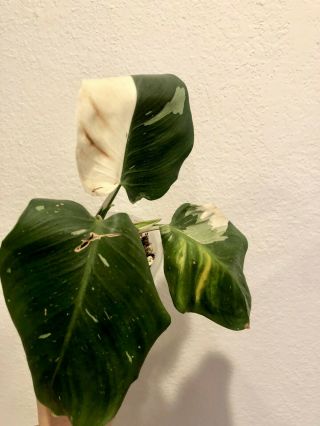Variegated PHILODENDRON WHITE WIZARD (RARE aroid) 3