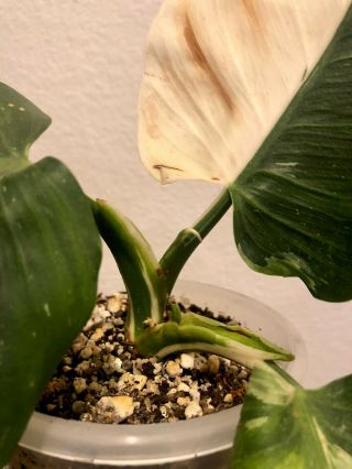 Variegated PHILODENDRON WHITE WIZARD (RARE aroid) 4