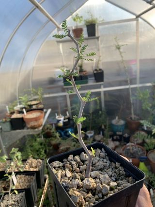 Commiphora Monstruosa Plant Rare