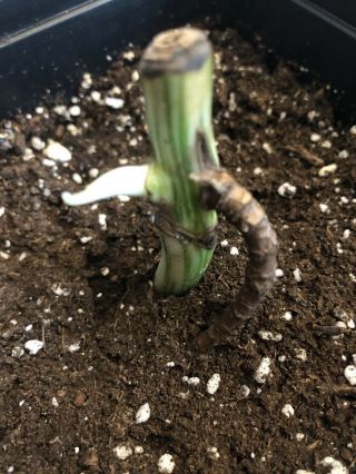 Rare Variegated Monstera Deliciosa Albo Sprouting Rooted Cutting.