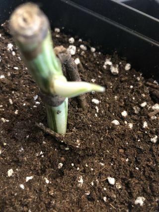 Rare Variegated Monstera Deliciosa Albo Sprouting Rooted Cutting. 2