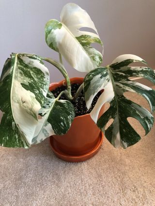 Rare Variegated Monstera Deliciosa Albo Sprouting Rooted Cutting. 4