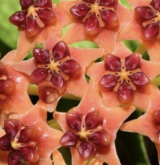Hoya Lobbii Iml 1524 - Rare (3 Node Cutting) - Fragrant Orange Flowers