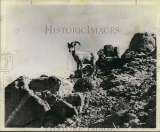 1973 Press Photo Endangered Rare Bighorn Sheep Looks Out Over Palm Springs,  Ca