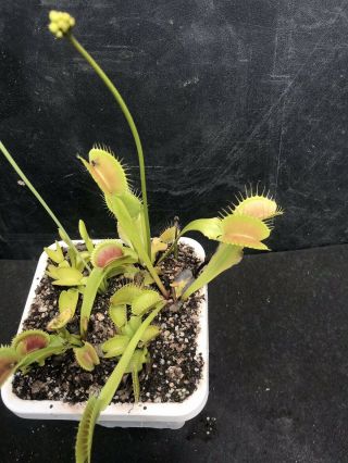 Live Venus Flytrap Switzerland Giant Carnivorous Plant Dionaea Muscipula Rare