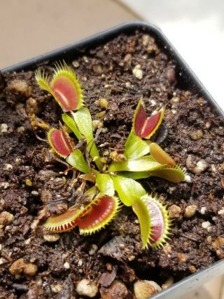 Rare Carnivorous Venus Flytrap Plant " Waldo " 6
