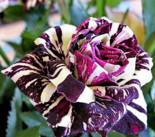 100 Rare Black Dragon Rose Seeds Exotic Rare Dragon Rose Bush Flower Fresh Rare